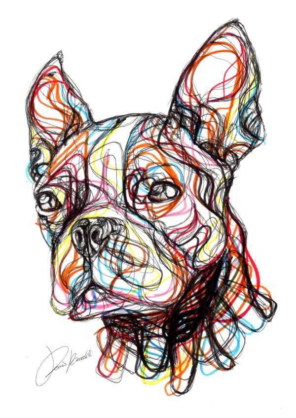 Bulldog Francese
