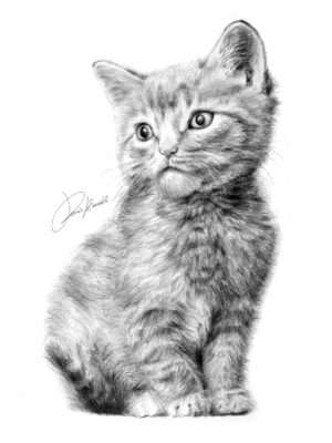 Gatto grigio