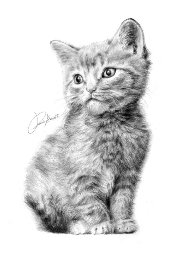 Gatto grigio