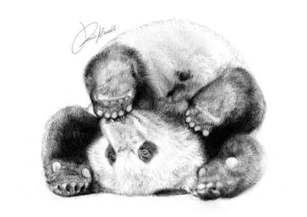 Panda reverse